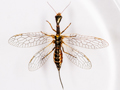Xanthostigma xanthostigma